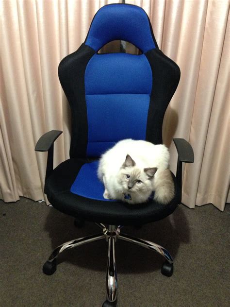 Pin By Kelli Stephens On Kitties Kitty Gaming Chair Chair