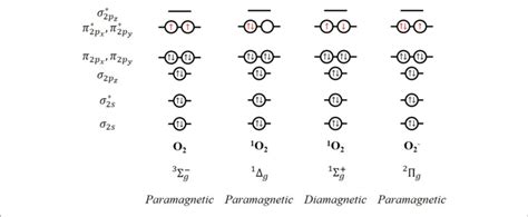 Molecular Orbitals And Magnetic Response Of Triplet And Singlet