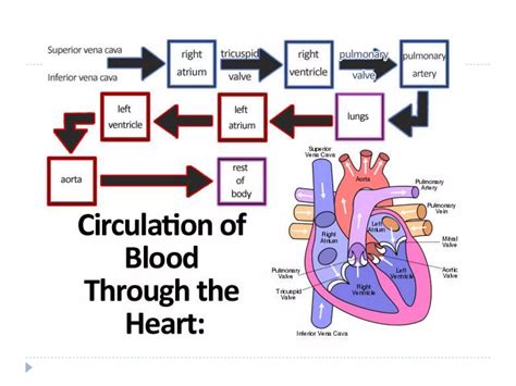 Heart Anatomy Pdfpdf