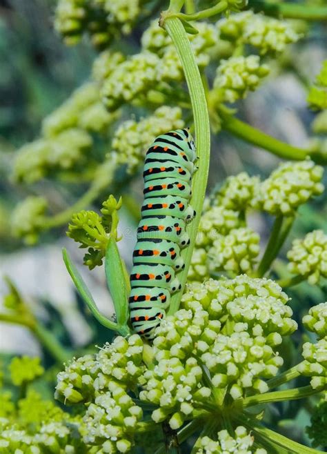 Papilio Machaon Una Oruga De Mariposa De Cola Tortuga Sentada En Una