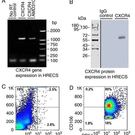 Figu Re 1 CXcr4 Gene A Nd Protein Expressions In H R Ecs A