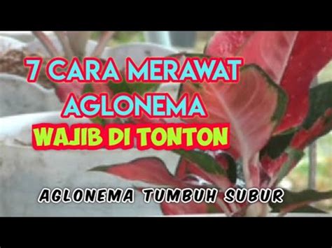 Cara Merawat Tanaman Aglaonema Agar Tumbuh Subur Dengan Baik Youtube