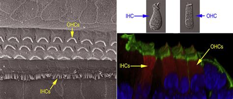 Anatomy of the Cochlear Hair Cells. Left panel: organization of the ...