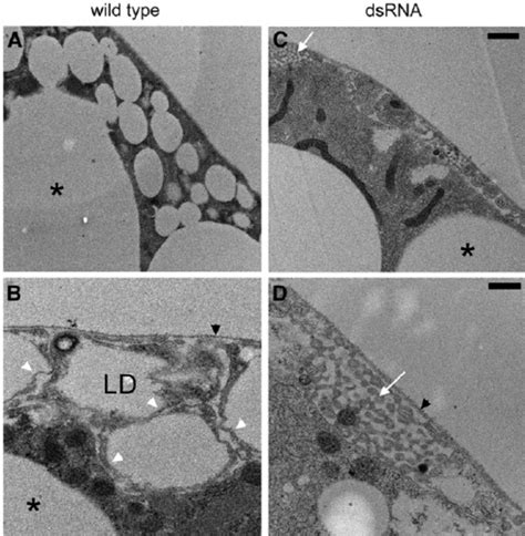 The Small Cortical Lipid Droplets Are Lsd 2 Positive A D Lipid Download Scientific Diagram