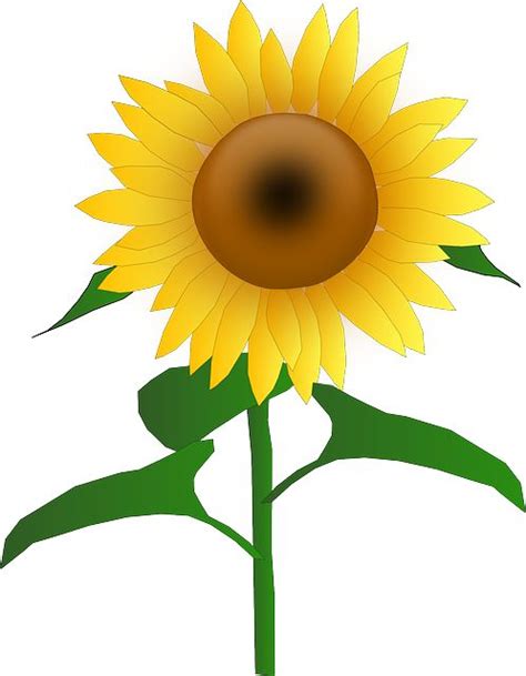 Flower Drawing Outline At Getdrawings Free Download
