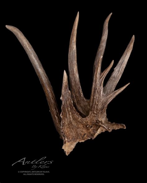 Missouri Cluster Shed - Antlers by Klaus