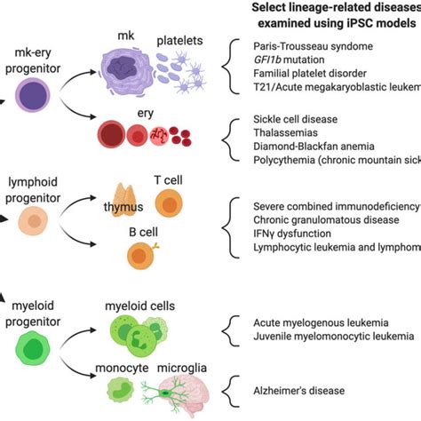 IPSC Derived Red Blood Cells And Platelets For Clinical Applications