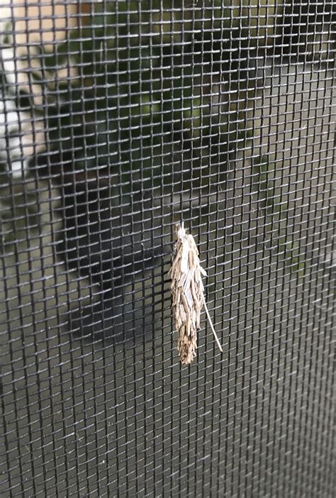 Insect Cocoons Identification