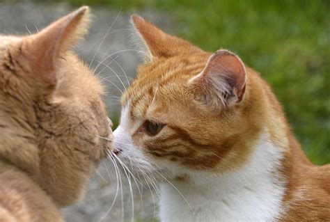 Chat roux pourquoi ils sont si spéciaux le Moulin de Prey