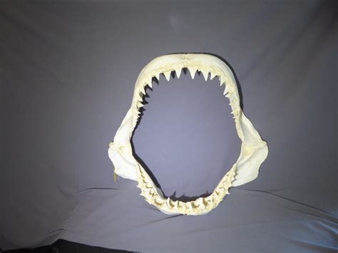 Great White Shark Jaw Replica - SkeletonsAndSkullsSuperstore