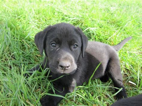 Black Lab Puppies for Sale in Turner, Oregon Classified ...