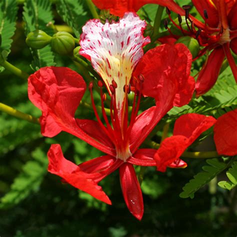 Flamboyant Tree Information Royal Poinciana Flame Tree Peacock