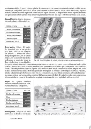 Cuaderno De Histolog A Para Colorear Ed En Venta En Torre N Coahuila