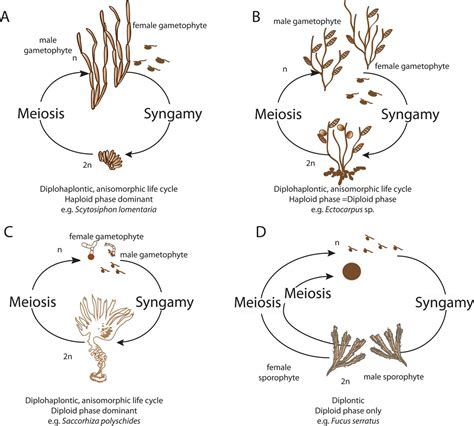 Ectocarpus Life Cycle Ppt