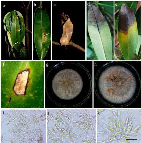 Colletotrichum Siamense Facesoffungi Number FoF 03599 Faces Of Fungi