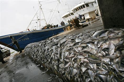 Race to the Bottom: Impact of Deep-Sea Fishing Severely — Oceans Deeply
