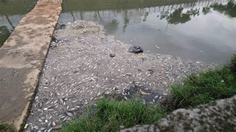 台中 大排又驚見魚群暴斃 居民要求環保局徹查 臺南市政府環境保護局 環境教育資訊網