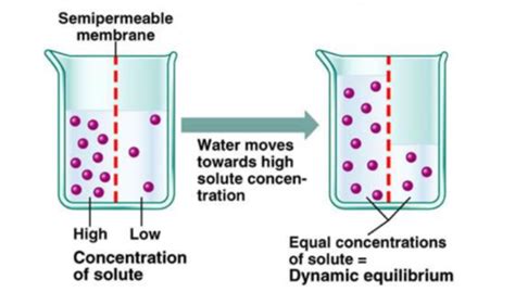 L Tonicity And Osmolarity Flashcards Quizlet