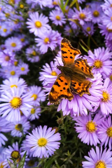 Real Purple Butterflies On Flowers