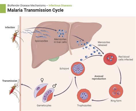 Malaria Transmission Cycle | BioRender Science Templates