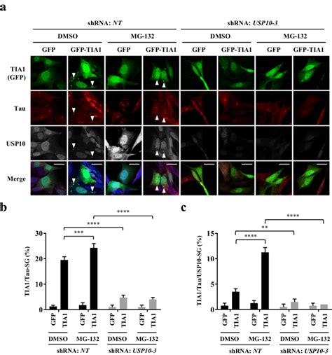 Usp Kd Reduced The Tia Induced Tau Tia Sg Formation A C Usp Kd