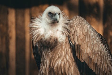 Vulture Bird Of Prey Predator - Free photo on Pixabay - Pixabay