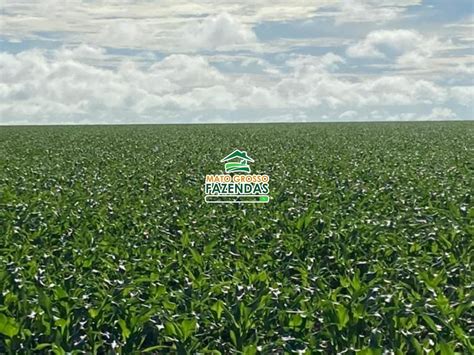 Mato Grosso Fazendas Hectares Venda Na Regi O De Canarana