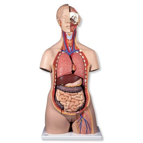 B Scientific B Deluxe Dual Sex Torso Part Model