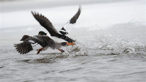 Common Goldeneye DSC 1700 Dana Siefer Flickr