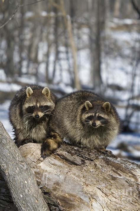 Raccoons Photograph By Linda Freshwaters Arndt Fine Art America