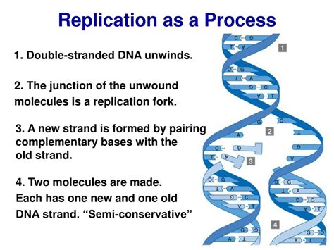 Ppt Dna Replication Senior Biology Mrs Brunone Powerpoint Presentation Id3696630