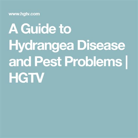 the text guide to hydrangea disease and pest problems hgtv on a blue ...