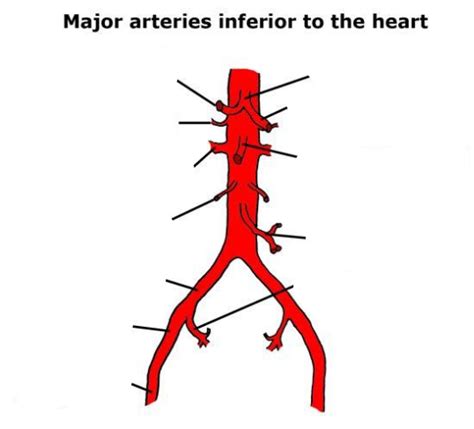 Common Iliac Arteries Diagram Quizlet