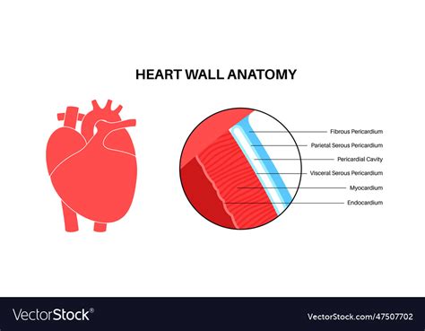 Heart wall anatomy Royalty Free Vector Image - VectorStock