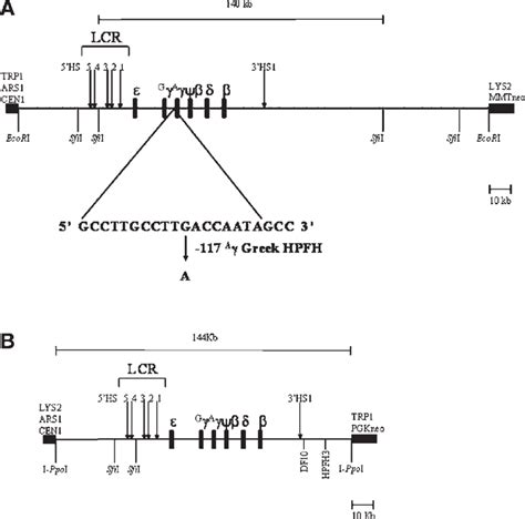 Schematic maps of human β globin locus yeast artificial chromosomes