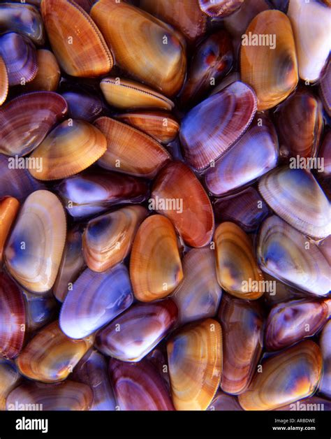 Cochina Shells Hi Res Stock Photography And Images Alamy