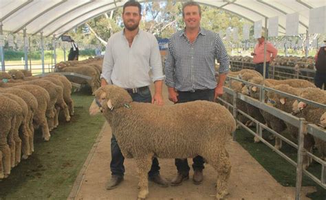 The Top 50 Merino Ram Wool Studs In Australia In 2023 By Price North