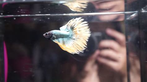 C56 Green Yellow Copper CT Crowntail Male YouTube