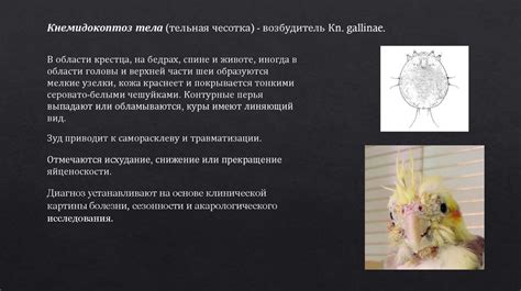 Акарозы птиц. Кнемидокоптоз - презентация онлайн