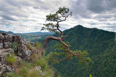 Sosna Góry Pieniny