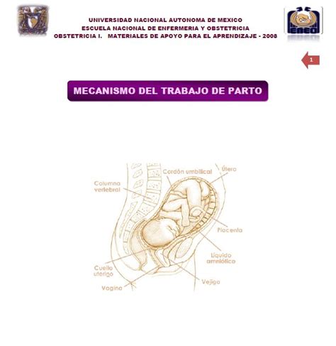 Ginecolog A Obstetricia Mecanismos Del Trabajo De Parto