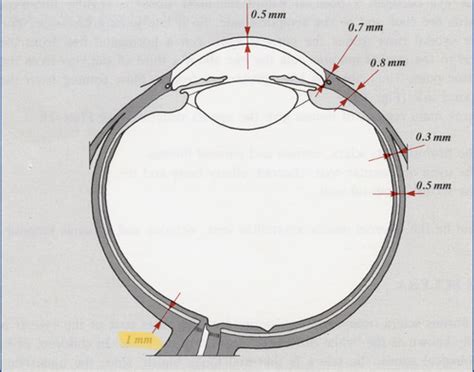 SCLERA UVEA Flashcards Quizlet