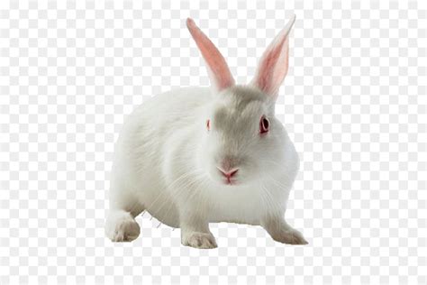 Holland Lop Leporids Coelho png transparente grátis