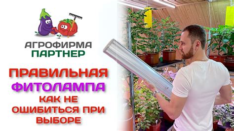 Правильная фитолампа. Как не ошибиться при выборе - YouTube
