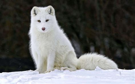 Snow Wolf Wallpapers Live - Wolf-Wallpapers.pro