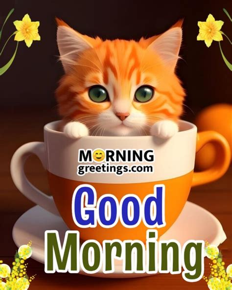 Adorable Good Morning Cat Greetings To Start Your Day Morning Greetings