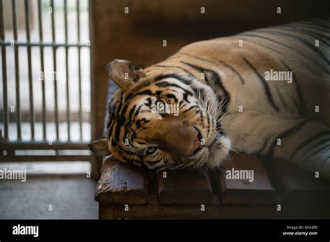 Zoo Cage Bars Hi Res Stock Photography And Images Alamy