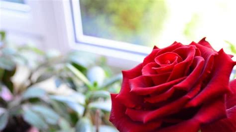 How to Grow Roses Indoors — Like a Pro