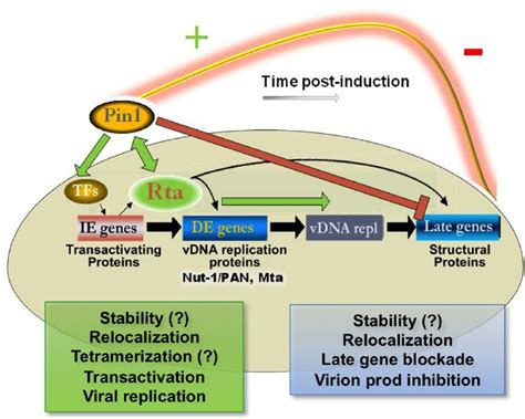 Pin1 Acts A Novel KSHV Lytic Cycle Timer Through Regulation Of Rta