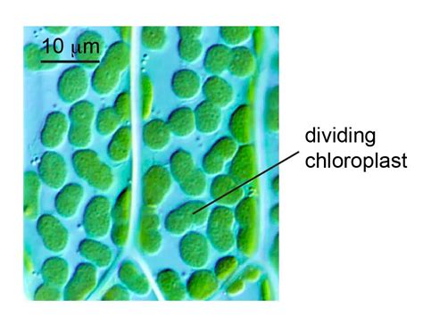 Chloroplast Function And Structure Solar Panels Rs Science